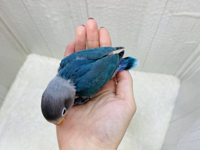 ブルーボタンインコ