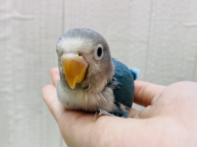 ブルーボタンインコ