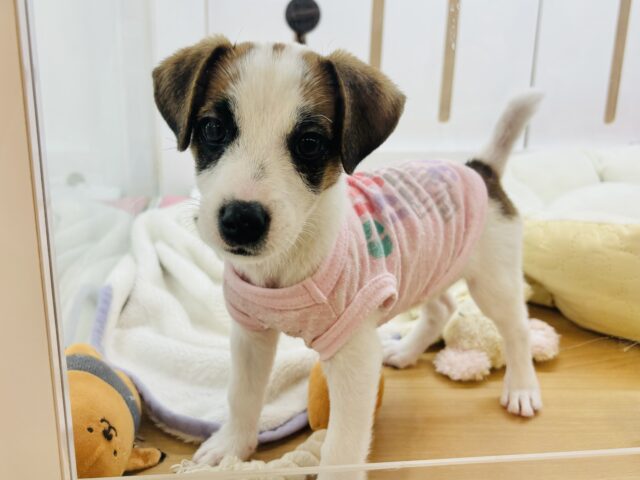 ジャックラッセルテリア