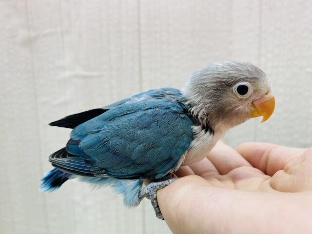 ブルーボタンインコ
