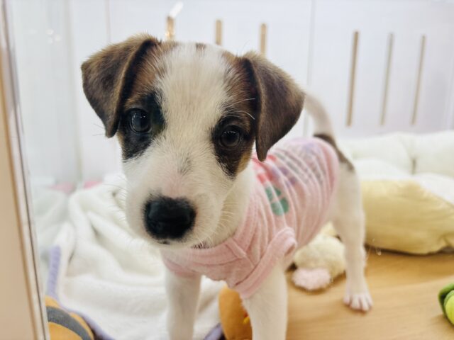 ジャックラッセルテリア