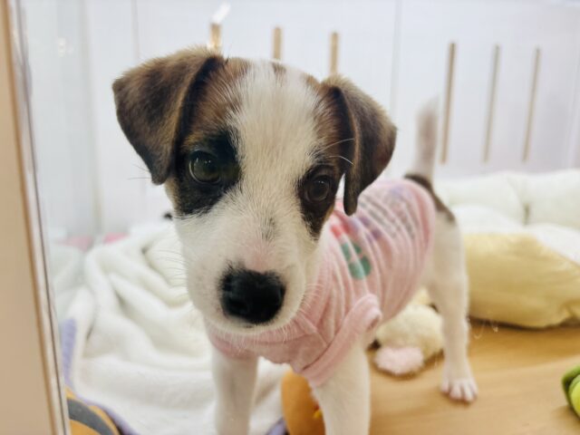 ジャックラッセルテリア