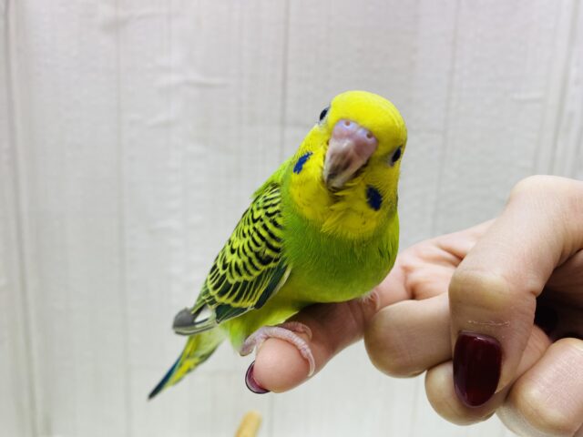 セキセイインコ