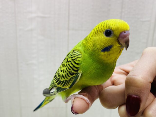 セキセイインコ