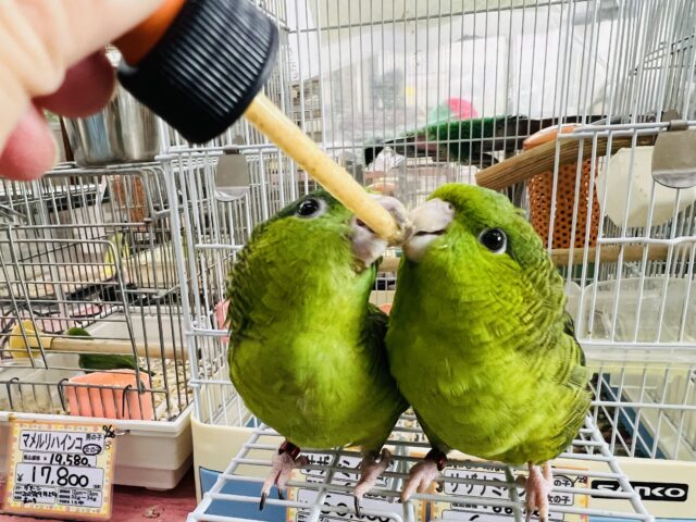 サザナミインコ
