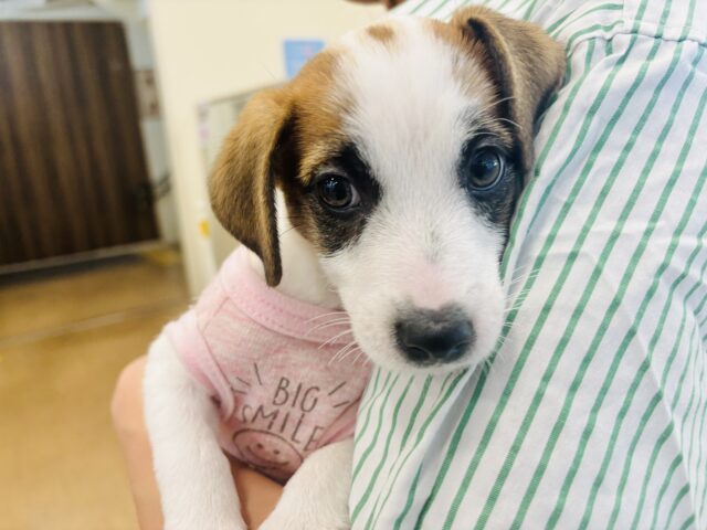 ジャックラッセルテリア