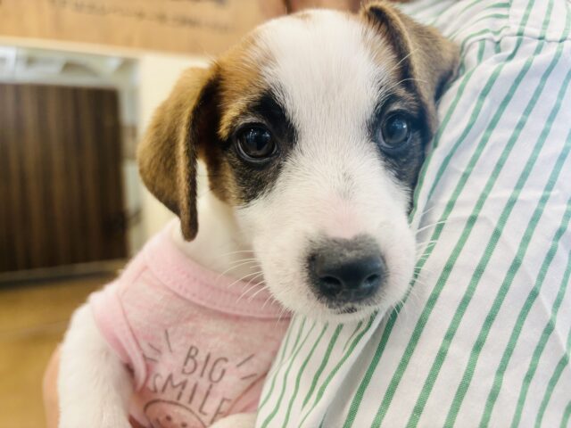 ジャックラッセルテリア