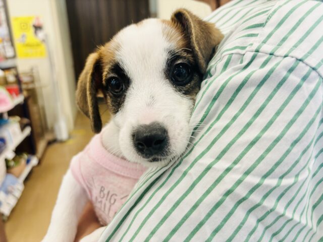 ジャックラッセルテリア