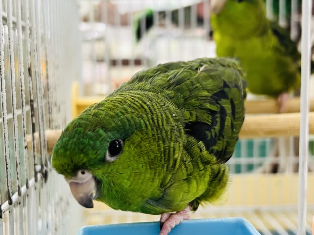サザナミインコ