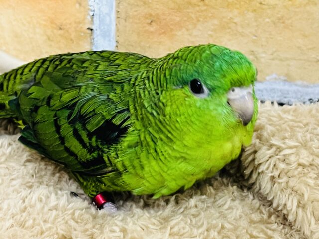 サザナミインコ