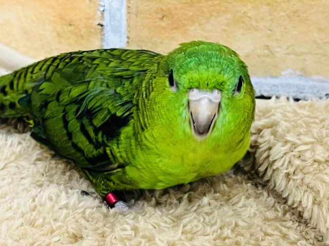 サザナミインコ