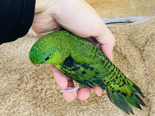 サザナミインコ