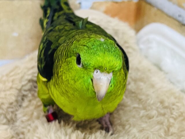 サザナミインコ