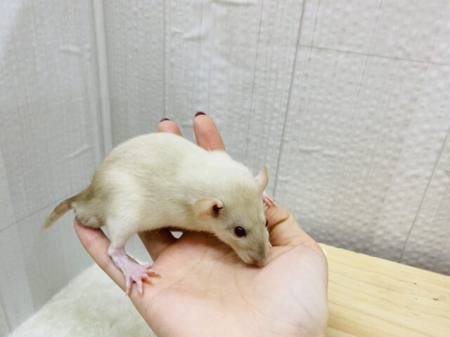 ファンシーラット