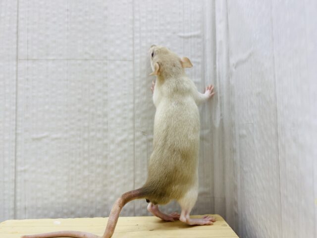 ファンシーラット