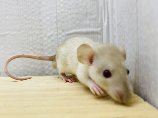 ファンシーラット