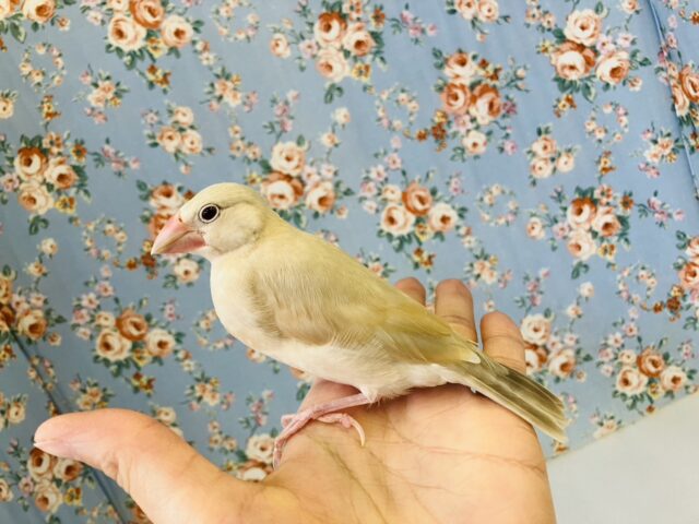 シナモン文鳥 / シルバー文鳥