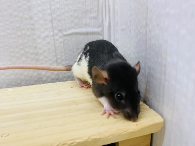 ファンシーラット