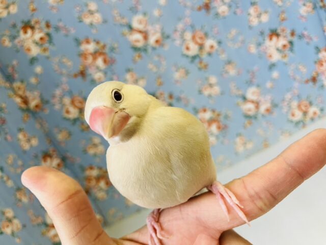 シナモン文鳥 / シルバー文鳥