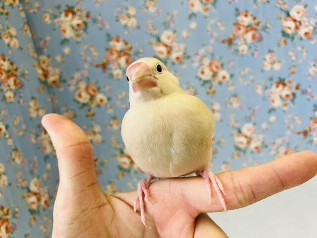 シナモン文鳥 / シルバー文鳥