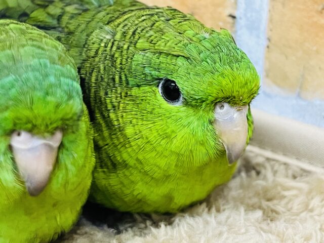 サザナミインコ