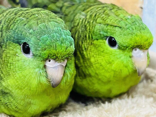 サザナミインコ
