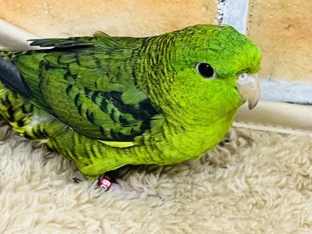 サザナミインコ