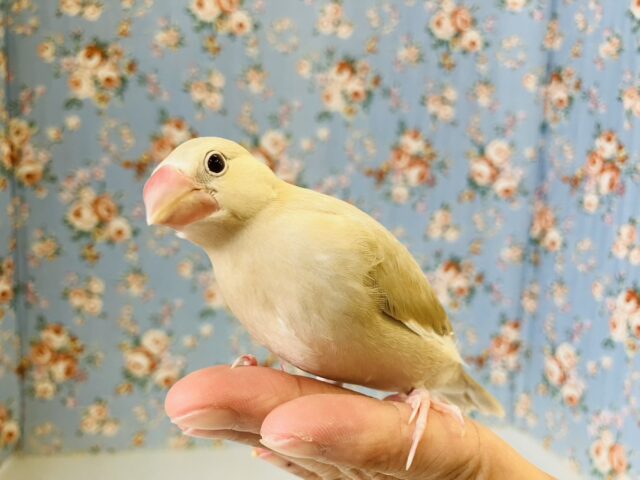 シナモン文鳥 / シルバー文鳥