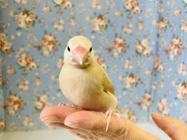 シナモン文鳥 / シルバー文鳥