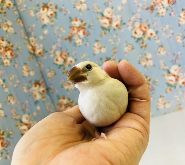 シナモン文鳥 / シルバー文鳥