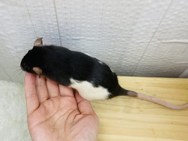 ファンシーラット