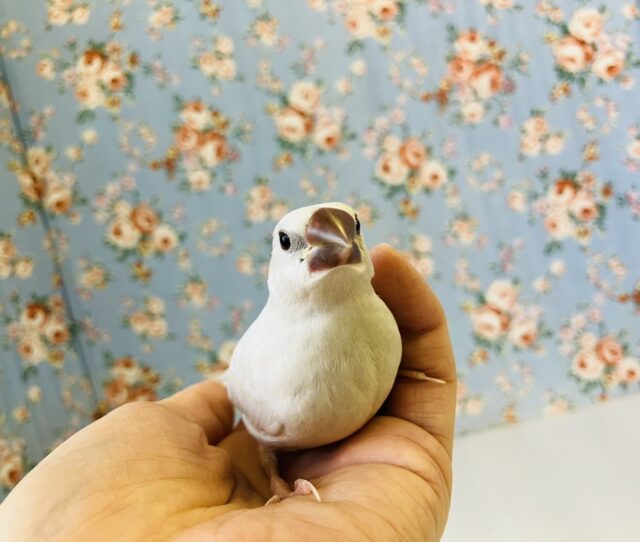 シナモン文鳥 / シルバー文鳥