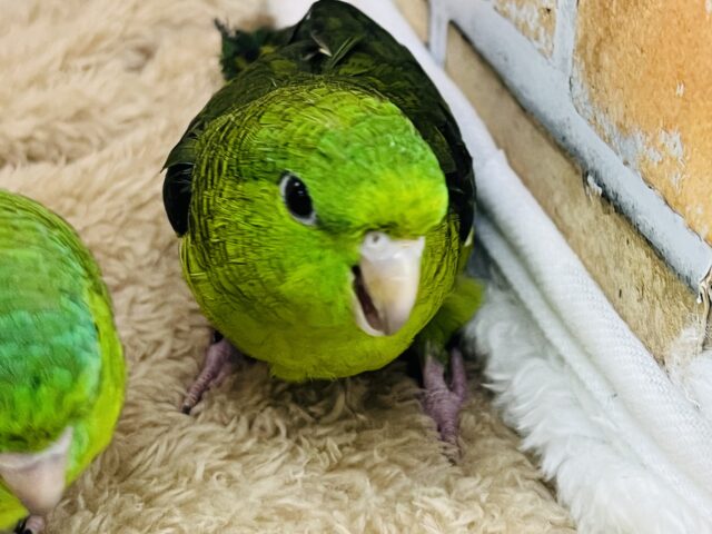 サザナミインコ