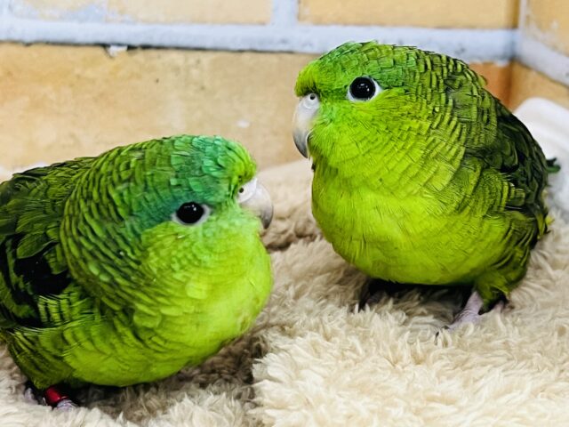 サザナミインコ