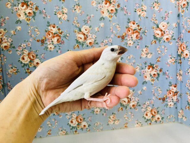 シナモン文鳥 / シルバー文鳥