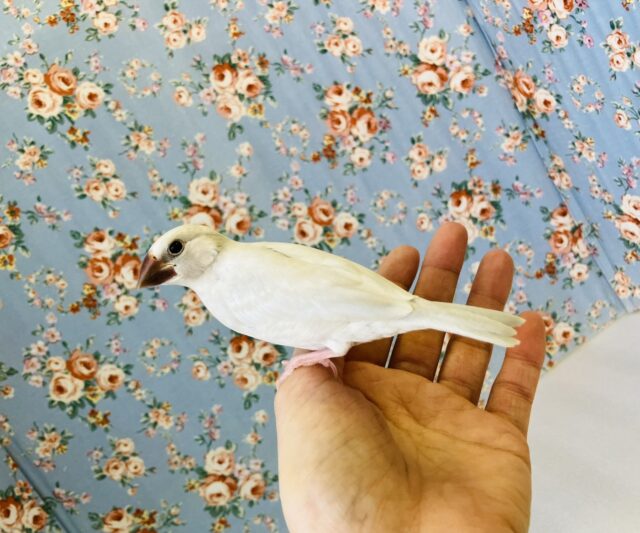 シナモン文鳥 / シルバー文鳥