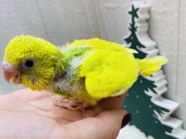 セキセイインコ