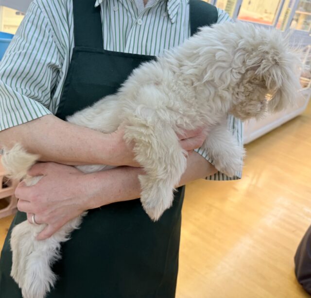 11/28最新📷どすこい体型のペキプーくん☺️ ペキプー