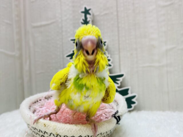 セキセイインコ
