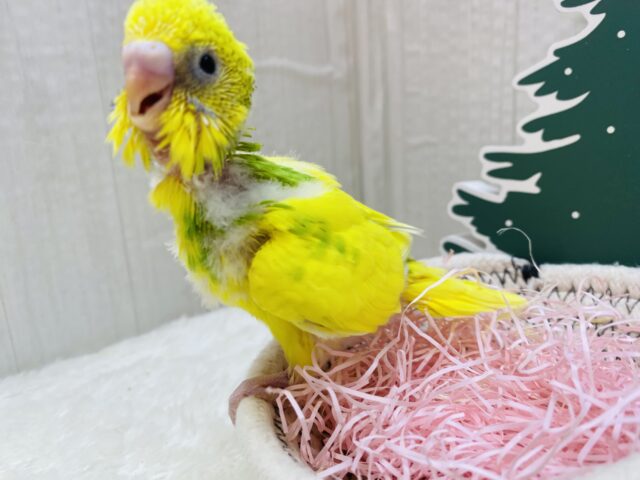 セキセイインコ