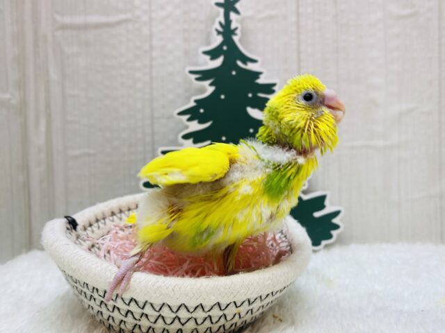 セキセイインコ