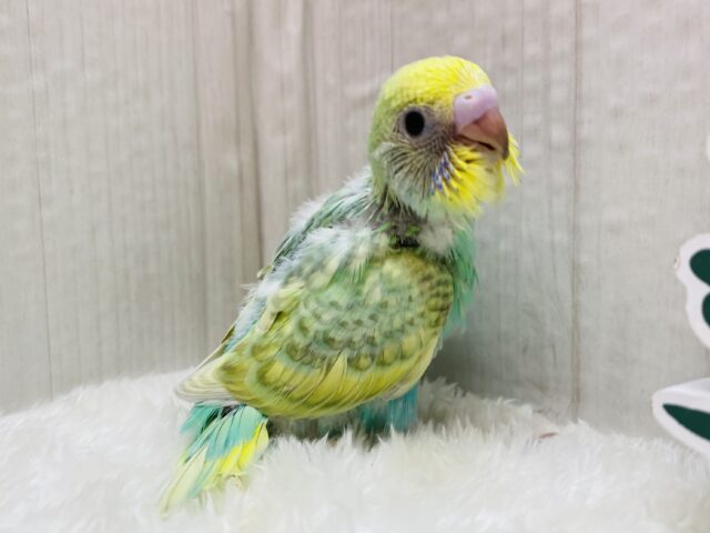 セキセイインコ