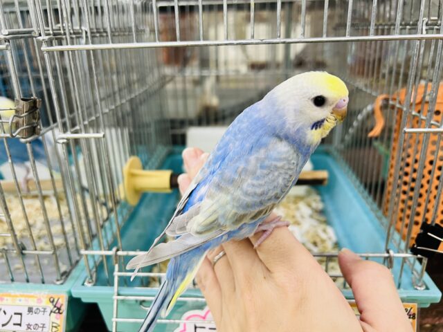 セキセイインコ