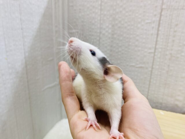 ファンシーラット