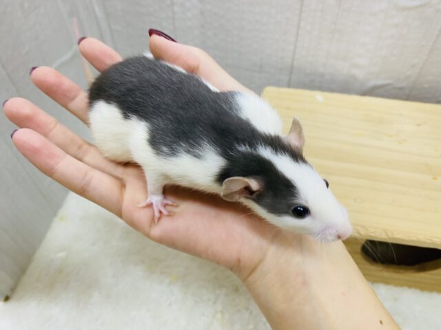 ファンシーラット