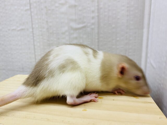 ファンシーラット