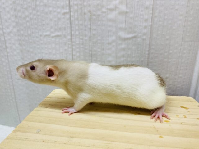 ファンシーラット