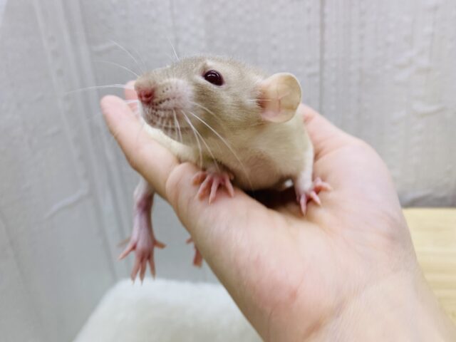 ファンシーラット