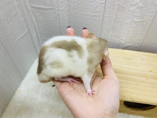 ファンシーラット