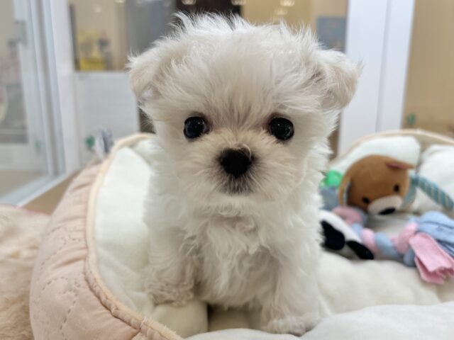 チワマル（マルチワ）